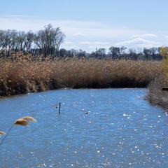 База отдыха Казачий Хуторок, Павловская, Краснодарский край