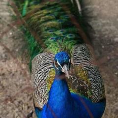 База отдыха Казачий Хуторок, Павловская, Краснодарский край