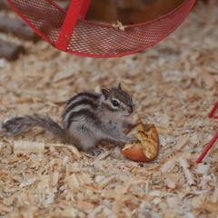 База отдыха Казачий Хуторок, Павловская, Краснодарский край