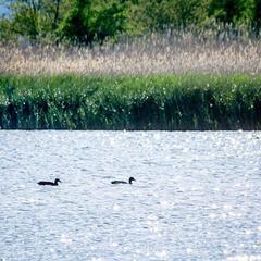 База отдыха Казачий Хуторок, Павловская, Краснодарский край