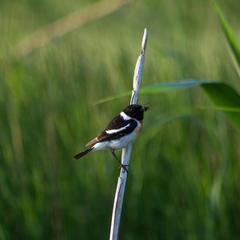 База отдыха Казачий Хуторок, Павловская, Краснодарский край