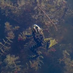 База отдыха Казачий Хуторок, Павловская, Краснодарский край