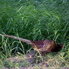 База отдыха Казачий Хуторок, Павловская, Краснодарский край