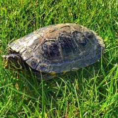 База отдыха Казачий Хуторок, Павловская, Краснодарский край