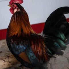 База отдыха Казачий Хуторок, Павловская, Краснодарский край