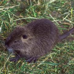 База отдыха Казачий Хуторок, Павловская, Краснодарский край