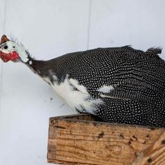 База отдыха Казачий Хуторок, Павловская, Краснодарский край