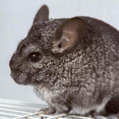 База отдыха Казачий Хуторок, Павловская, Краснодарский край