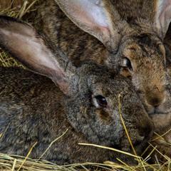 База отдыха Казачий Хуторок, Павловская, Краснодарский край