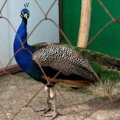 База отдыха Казачий Хуторок, Павловская, Краснодарский край