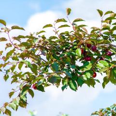 База отдыха Казачий Хуторок, Павловская, Краснодарский край