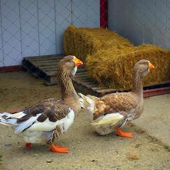 База отдыха Казачий Хуторок, Павловская, Краснодарский край