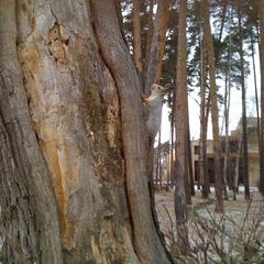 Санаторий Серебряный Бор, Пенза, Пензенская область