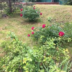 Гостиница Сура, Пенза, Пензенская область