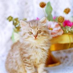  Арт Отель, Переславль-Залесский, Ярославская область