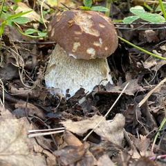  Загородный дом У Лыжника, Переславль-Залесский, Ярославская область