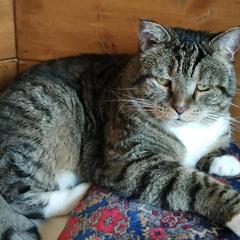 Загородный отель Winter Country House and SPA, Переславль-Залесский, Ярославская область