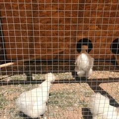 Гостиничный комплекс Бельведер, Пересыпь, Краснодарский край