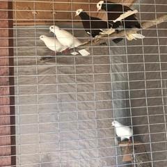 Гостиничный комплекс Бельведер, Пересыпь, Краснодарский край