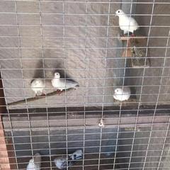 Гостиничный комплекс Бельведер, Пересыпь, Краснодарский край