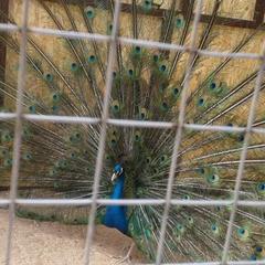 Гостиничный комплекс Бельведер, Пересыпь, Краснодарский край