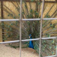 Гостиничный комплекс Бельведер, Пересыпь, Краснодарский край