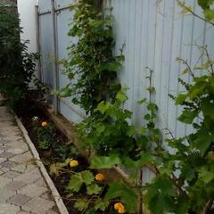 Гостевой дом Светлый, Пересыпь, Краснодарский край