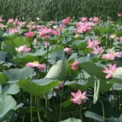 База отдыха Дельфин, Пересыпь, Краснодарский край