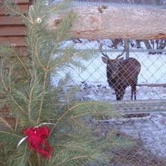 Гостевой дом Серебряное копытце, Пермь, Пермский край