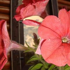 Гостевой дом Серебряное копытце, Пермь, Пермский край