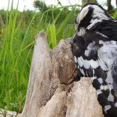 Гостевой дом Серебряное копытце, Пермь, Пермский край