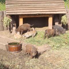 Гостевой дом Серебряное копытце, Пермь, Пермский край