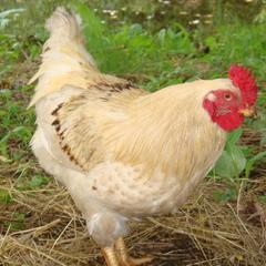 Гостевой дом Серебряное копытце, Пермь, Пермский край