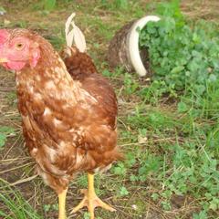 Гостевой дом Серебряное копытце, Пермь, Пермский край