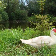 Гостевой дом Серебряное копытце, Пермь, Пермский край