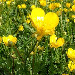 Гостевой дом Серебряное копытце, Пермь, Пермский край