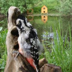 Гостевой дом Серебряное копытце, Пермь, Пермский край