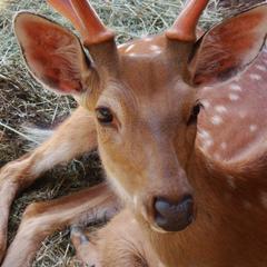 Гостевой дом Серебряное копытце, Пермь, Пермский край