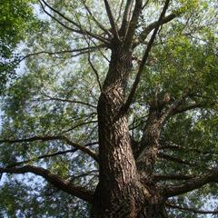 Гостевой дом Серебряное копытце, Пермь, Пермский край