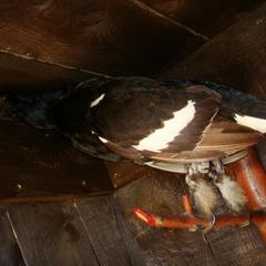 Гостевой дом Серебряное копытце, Пермь, Пермский край