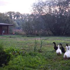 Гостевой дом Серебряное копытце, Пермь, Пермский край