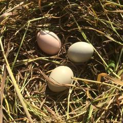 Гостевой дом Серебряное копытце, Пермь, Пермский край