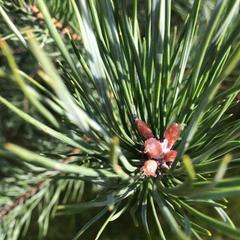 Гостевой дом Серебряное копытце, Пермь, Пермский край