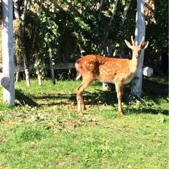 Гостевой дом Серебряное копытце, Пермь, Пермский край