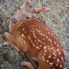 Гостевой дом Серебряное копытце, Пермь, Пермский край