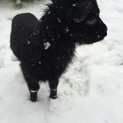 Гостевой дом Серебряное копытце, Пермь, Пермский край