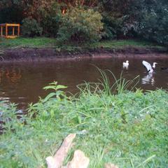 Гостевой дом Серебряное копытце, Пермь, Пермский край