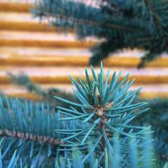 Гостевой дом Серебряное копытце, Пермь, Пермский край