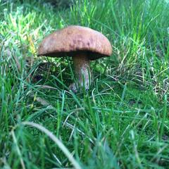 Гостевой дом Серебряное копытце, Пермь, Пермский край