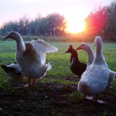 Гостевой дом Серебряное копытце, Пермь, Пермский край